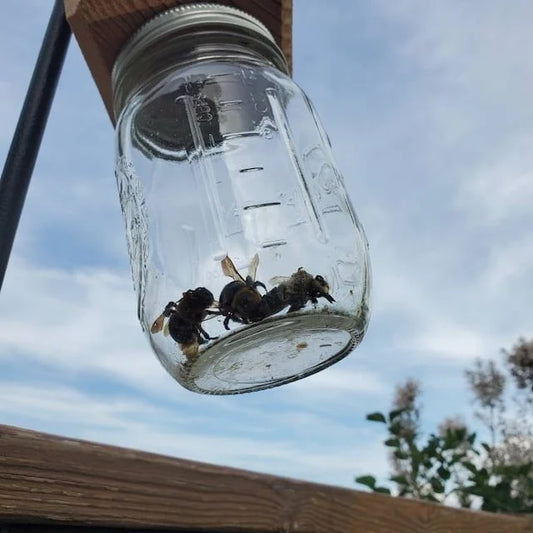 Carpenter Bee Trap