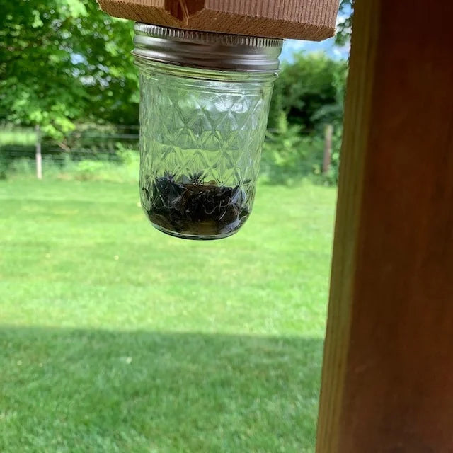 Carpenter Bee Trap