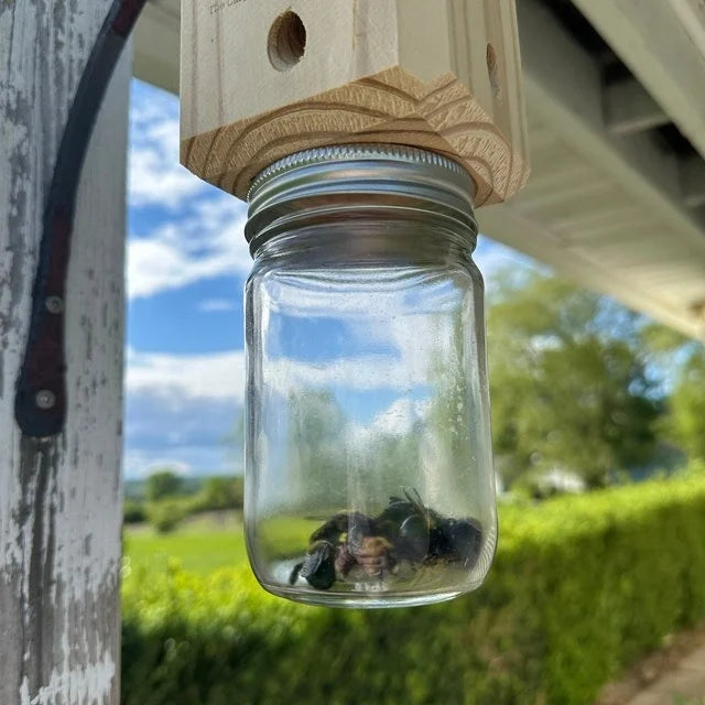 Carpenter Bee Trap