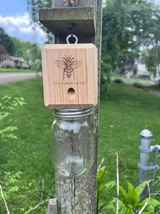 Carpenter Bee Trap